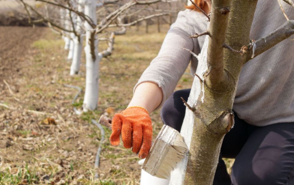Pintar los árboles de blanco es una práctica ideal ante la llegada de la primavera porque ayuda a algunas especies a desarrollarse mejor.