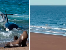Una orca se acercó a un kayakista en Río Negro y el episodio quedó grabado.