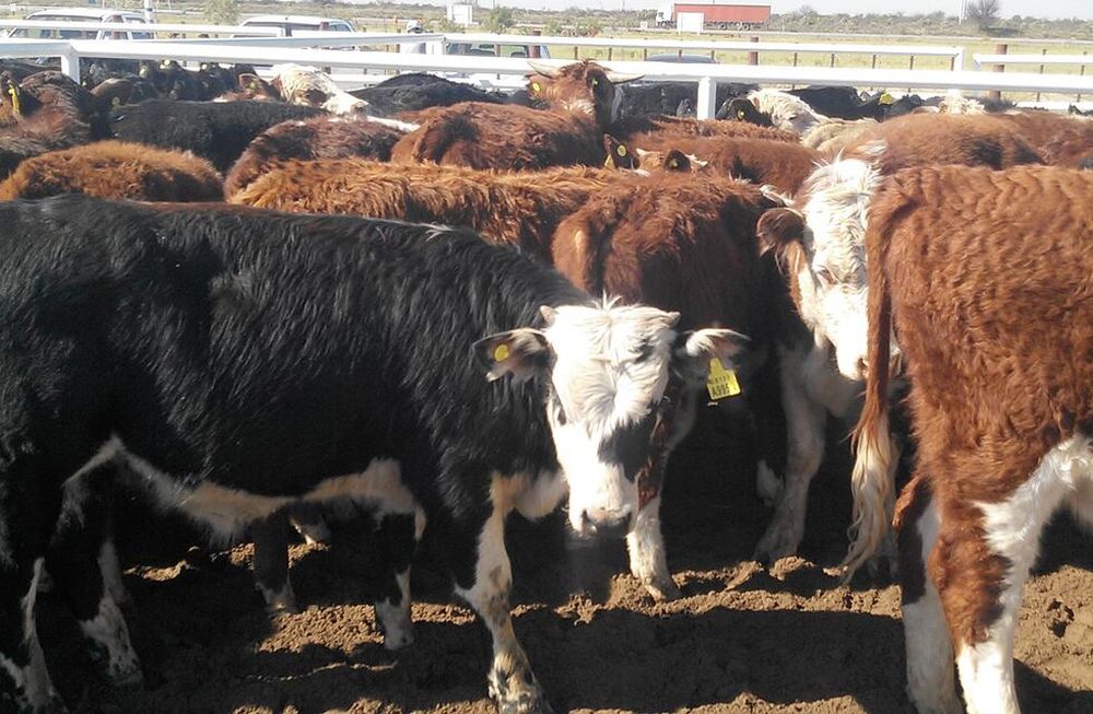 Expoagro 2020: qué precios se pagaron por la hacienda en el remate online