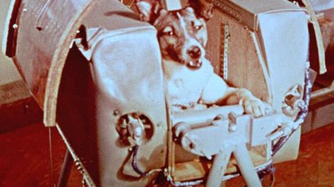 Laika fue hace 60 años el primer ser vivo en orbitar la Tierra en un histórico vuelo sin retorno. (Web)