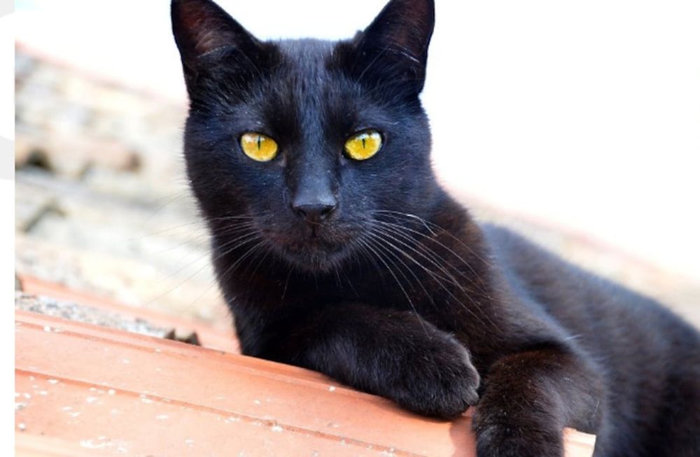 Mito o realidad: ¿se sacrifican gatos negros en Mendoza para Halloween?