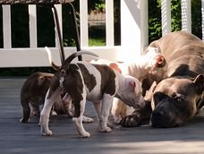 pitbull rescatado con apenas 4 semanas crece, se convierte en ninero y ayuda a cuidar a mas de 400 cachorros pitbull rescatado con apenas 4 semanas crece, se convierte en ninero y ayuda a cuidar a mas de 400 cachorros