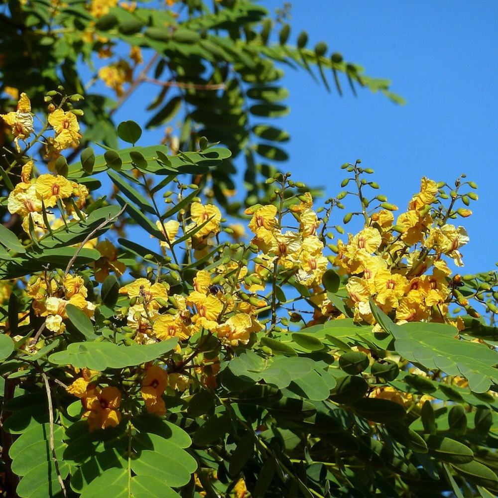 El &aacute;rbol que da una sombra perfecta y no requiere mantenimiento