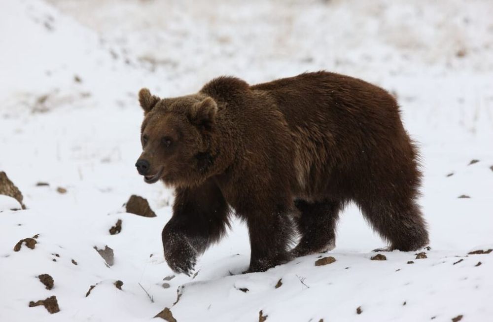 Fotogalería: la nueva vida de los 10 osos del ex Zoo de Mendoza en un santuario de EEUU