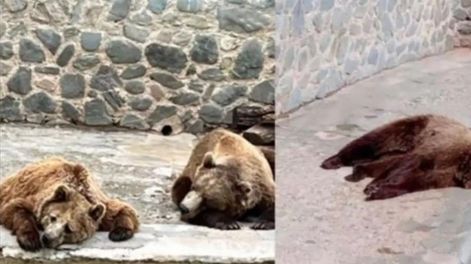 Los imágenes viralizadas de los osos pardos del Zoológico de San Pedro.
