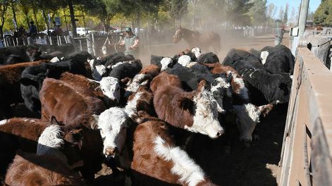 Los Andes | Los precios de la hacienda en el remate de la Fiesta Nacional de la Ganadería en Alvear se mantuvieron a lo largo de todo el 2022. Archivo. Ignacio Blanco / Los Andes