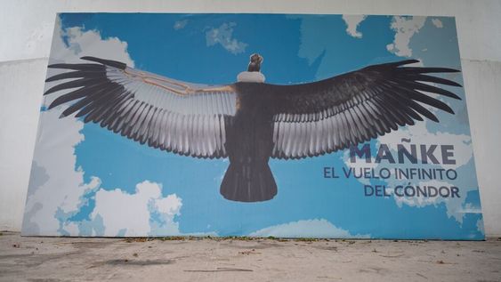 La Ciudad celebra el Día Nacional de las Aves con una muestra fotográfica sobre el cóndor
