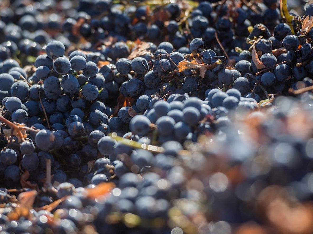 La Ley 9133 es resistida por industriales y productores.