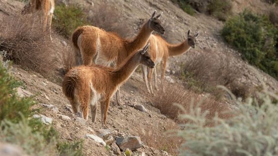 Gracias a la Reserva Natural Villavicencio que realiza un trabajo de conservación, protección y prevención del impacto antrópico, varias especies de animales que habitan la montaña mendocina han recuperado su población. Fotos: Ignacio Blanco / Los Andes
