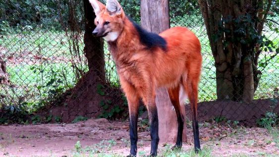 Un aguará guazú escapó de los incendios y terminó en la puerta de un shopping