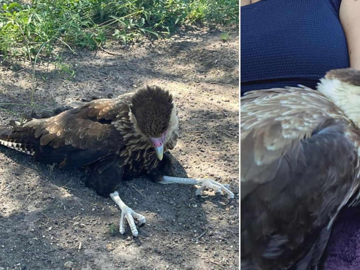 El emocionante restate de un veterano de Malvinas a un carancho herido y la coincidencia que los unió
