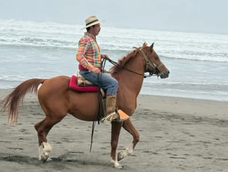 Elio amansa caballos salvajes. Vive por ellos desde niño.