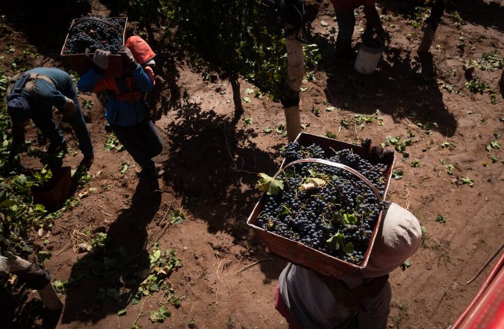 Pocas Reuniones. Las cámaras aseguran que no es justo que el sector gremial haya decidido tomar medidas después de tres reuniones paritarias.Cosecha, San Roque - MaipuVarietal Merlot Foto: Ignacio Blanco / Los Andes