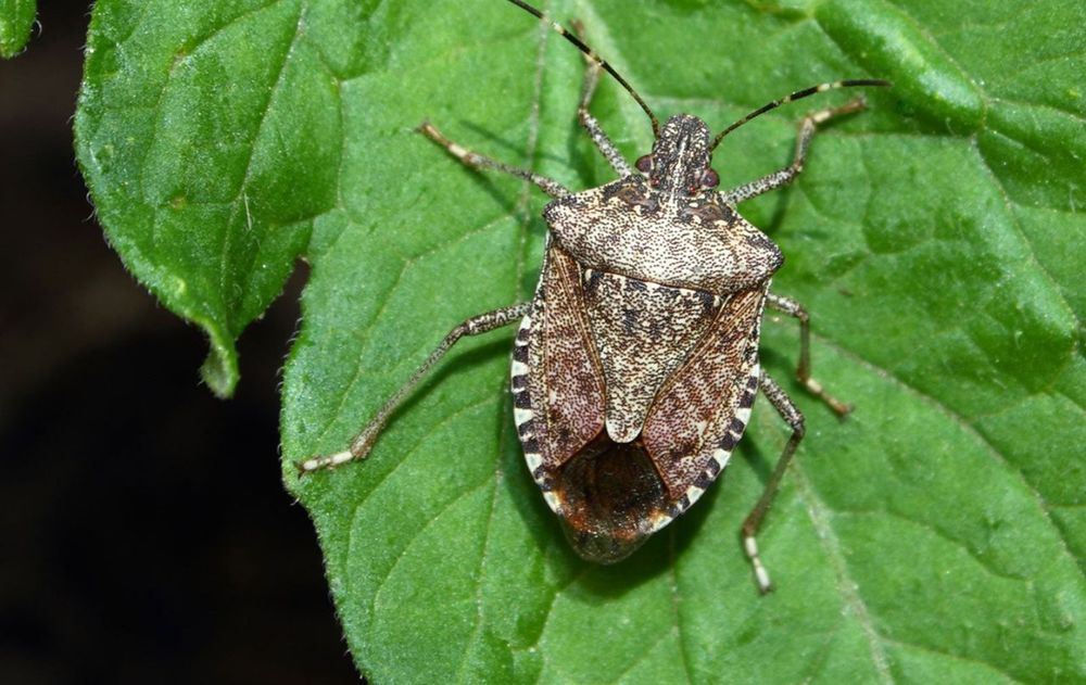 Es una de las soluciones naturales que impiden que los insectos ingresen al hogar.