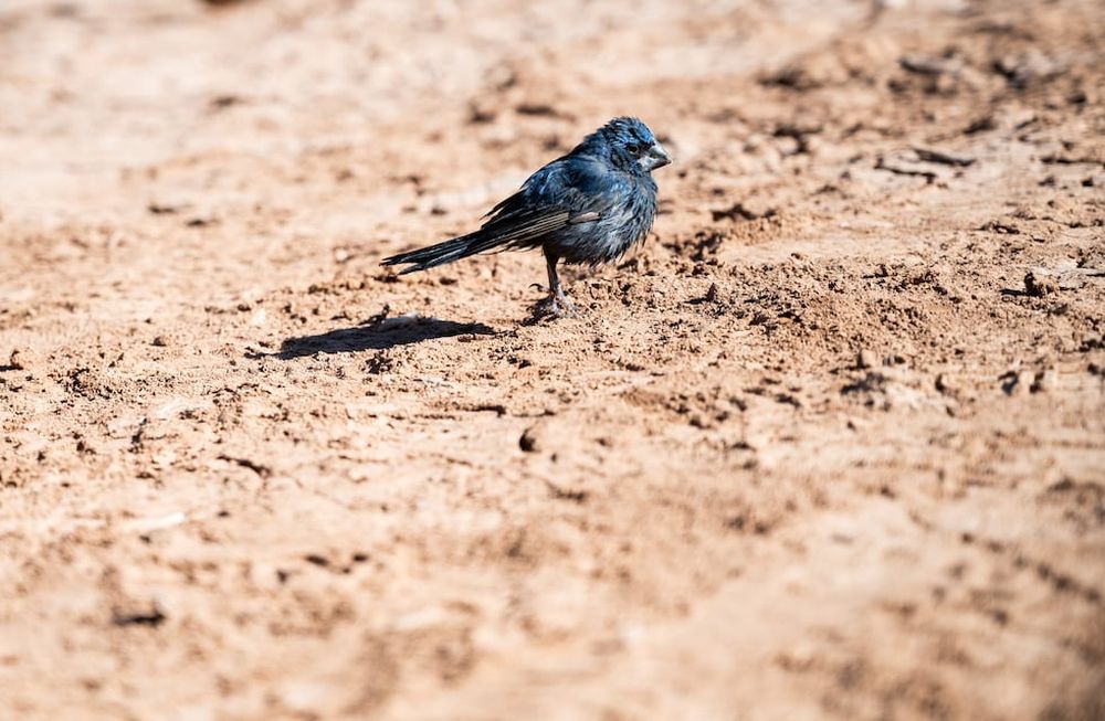 Regresaron a su hábitat a 21 aves que habían sido rescatadas en cautiverio y luego de rehabilitarlas. Foto: Prensa Ministerio de Ambiente y Energía.
