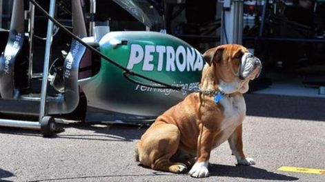 El perro de Hamilton podría ganar más que un piloto de F1