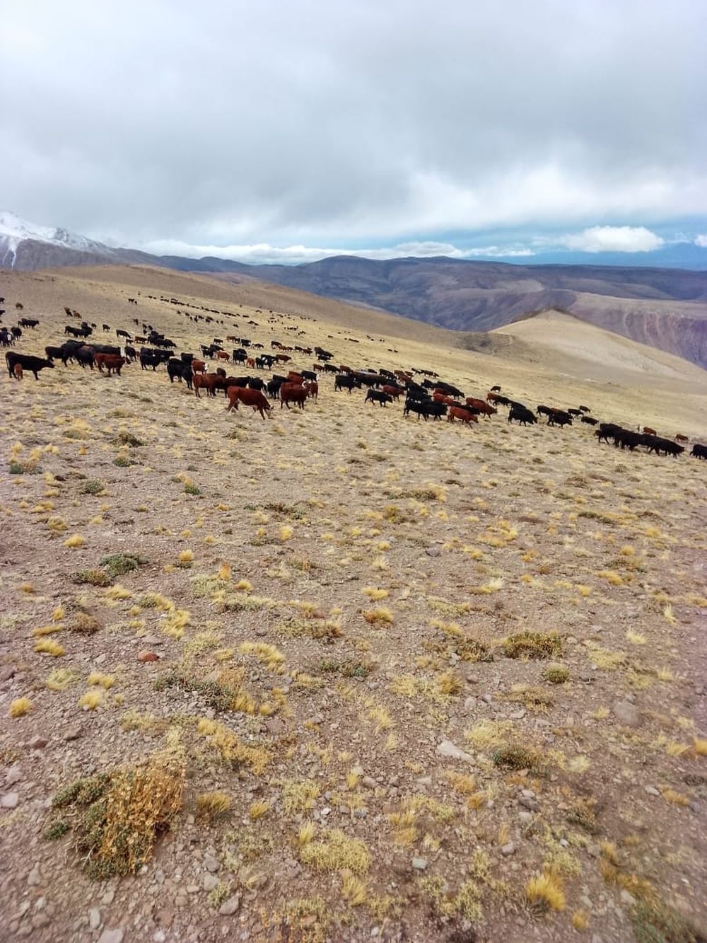 Veranada, la travesía de arrear animales a más de 4.000 msnm para que se alimenten en medio de la cordillera