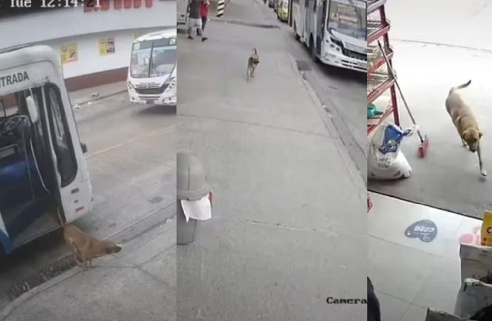 Denver, el perro que se toma el colectivo para llegar a su hogar.