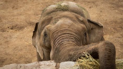 Murió Tamy, el elefante que se escondió en los cerros: pasó 41 años en cautiverio y esperaba irse a Brasil. Foto: Archivo Los Andes
