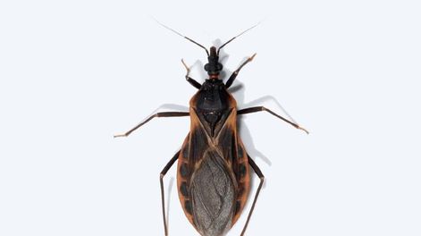La enfermedad de Chagas es potencialmente mortal ya que puede provocar insuficiencia cardíaca congestivas.