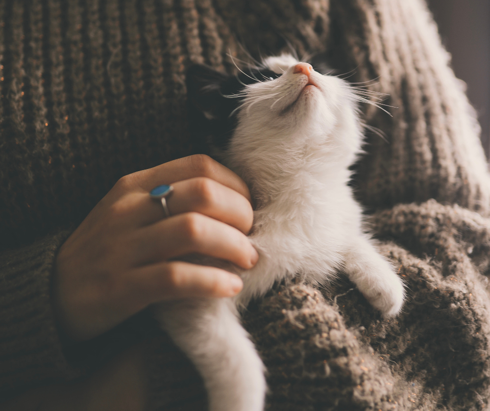 Gatos. Fuente: Canva