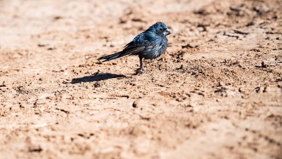 Regresaron a su hábitat a 21 aves que habían sido rescatadas en cautiverio y luego de rehabilitarlas. Foto: Prensa Ministerio de Ambiente y Energía.
