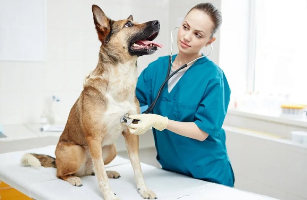 Habilitan la venta de medicamentos para animales en farmacias - Imagen ilustrativa / Web