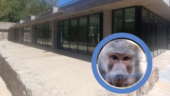 El Ecoparque reabrirá al público durante la primera mitad de 2026: que podrá hacerse en el exZoo de Mendoza