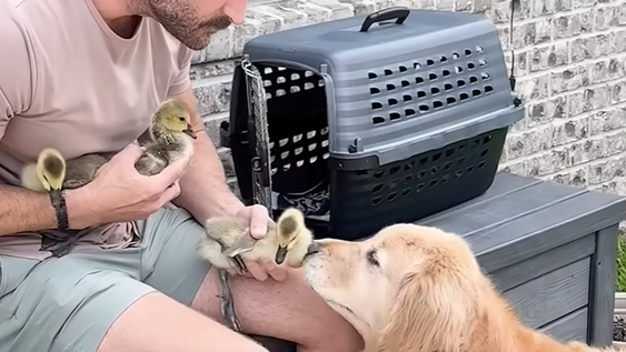 Esta perra Golden Retriever se convirtió en la guía de 3 pequeños gansos.&nbsp;
