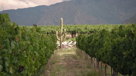 Guarda 14 | Rafa Domingo, enólogo y uno de los propietarios de Bodegas Domingo Hermanos y Domingo Molina, revela los inicios y la evolución de estas dos destacadas bodegas
