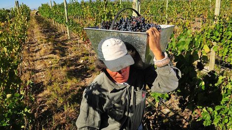 La autora asegura que es necesario trabajar para que todos los eslabones de la cadena tengan una rentabilidad acorde. Cree que, todos los años, más productores son perjudicados por estos valores. / Foto: Claudio Gutierrez / Los Andes