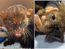Yaguarundí rescatado en Paraná: felino enigmático, deja en evidencia la urgencia de conservar nuestros hábitats.