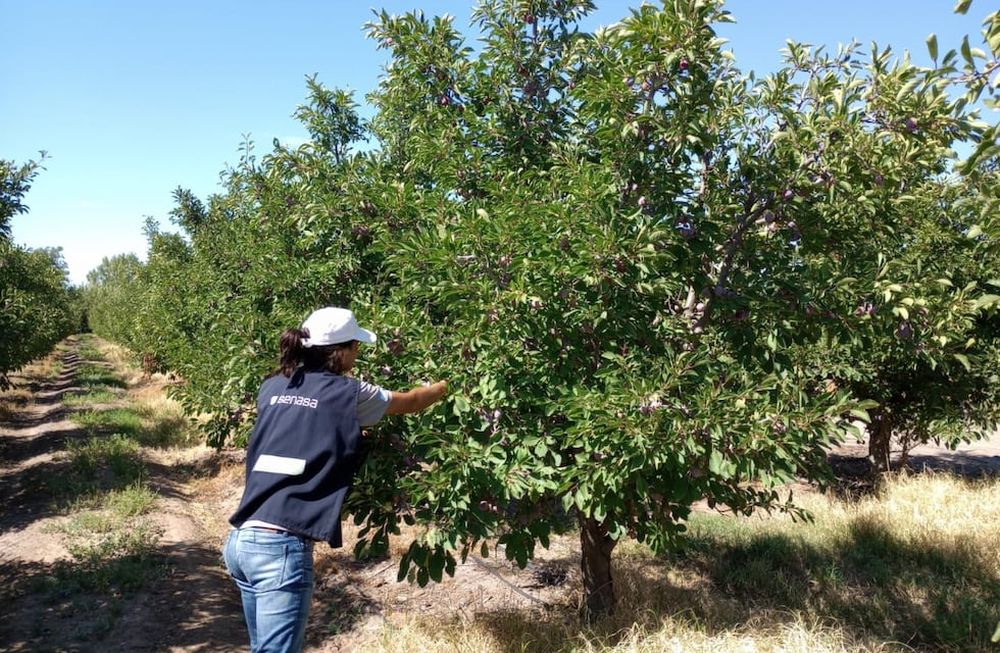 Estimaron que esta temporada la producción de ciruelas para industria alcanzará las 96.742 toneladas frescas