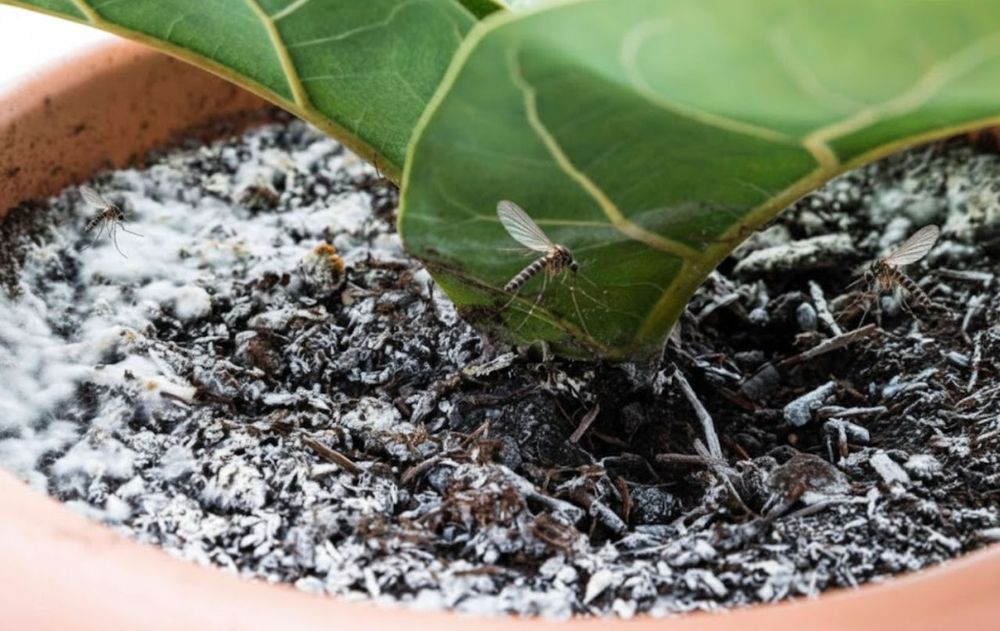 Esta idea contribuye a mantener las plantas más sanas y equilibradas en días de calor.