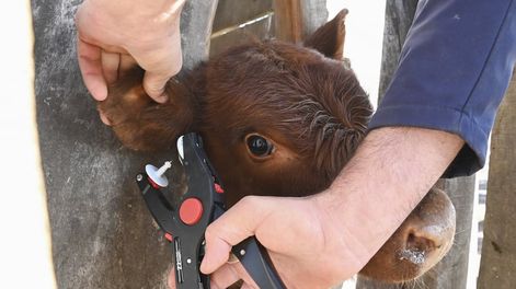 El Gobierno Nacional hará obligatorio el uso de la caravana electrónica en 2026.