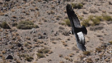 Tragedia con alas - Por Jorge Sosa