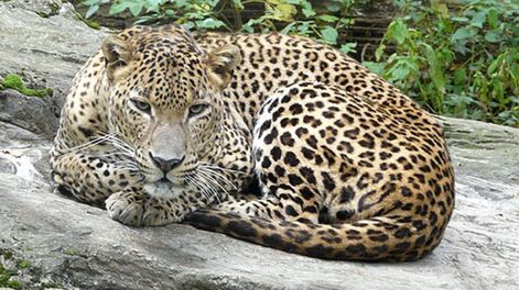 Detuvieron a dos hombres acusados de matar a un leopardo a golpes