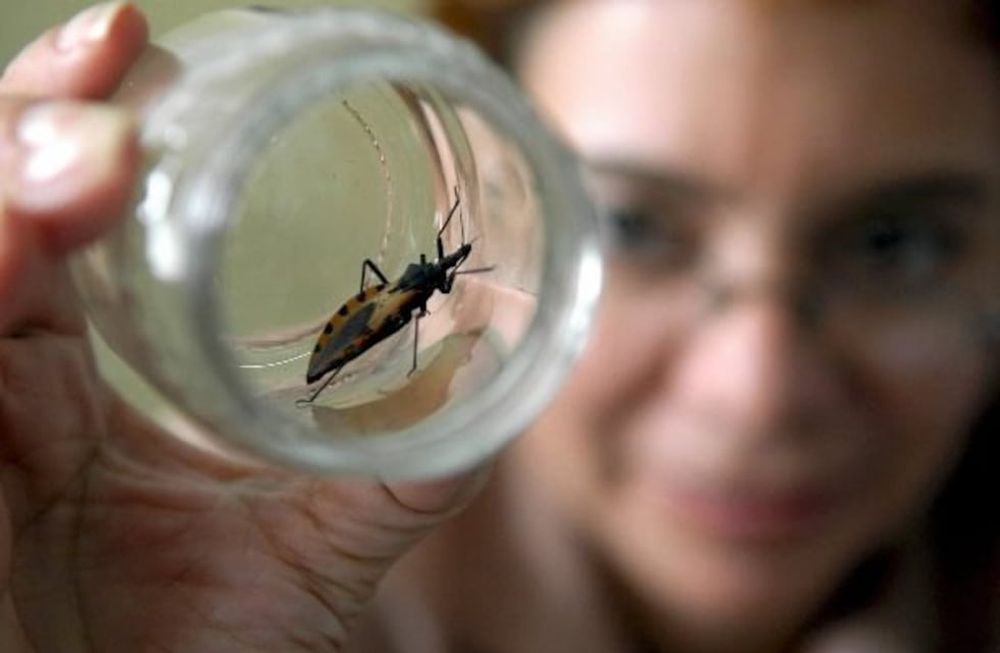 El Chagas, un problema de salud pública que nos involucra a todos