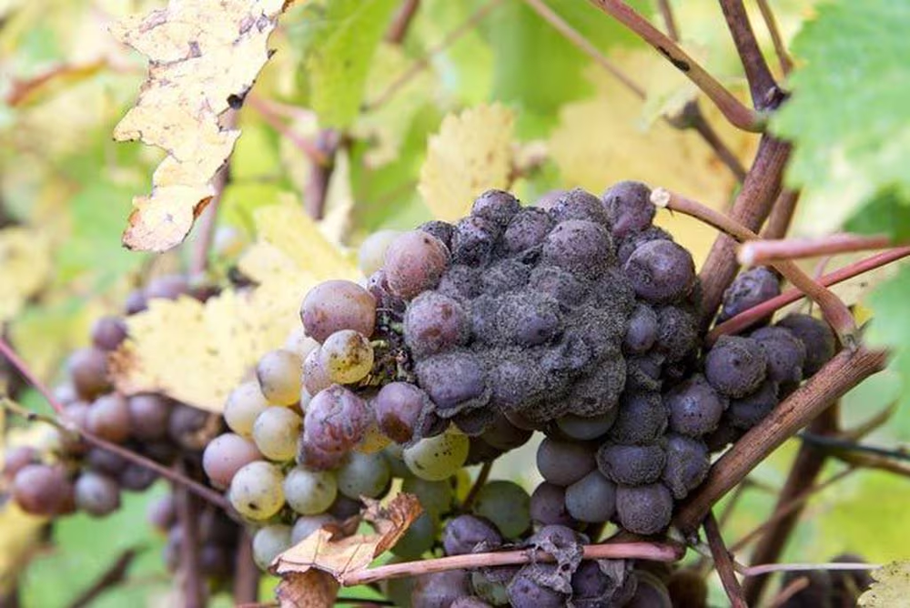 Botrytis