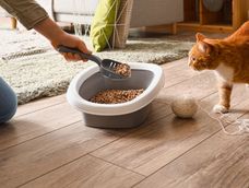 La clave está en identificar la causa y no asumir que los gatos están actuando por rencor.