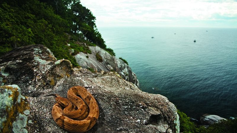 Asi es la Ilha da Queimada Grande, Isla de las Cobras, en Brasil.