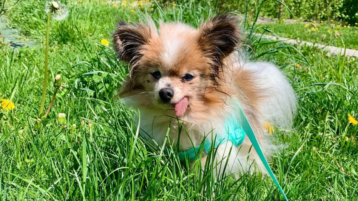 Lazare, el perro de 30 años que podría ganar el récord Guinness al más longevo del mundo