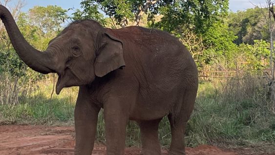 Fotos y videos: con mucho calor, pese a ser invierno, la elefanta Guillermina se volvió “noctámbula” en Brasil. Foto: Santuario Global de Elefantes
