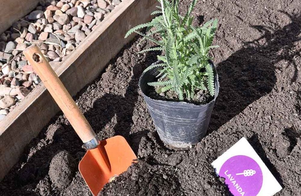 Huertas urbanas en Godoy Cruz, el ahorro que generan y sus beneficios en la alimentación