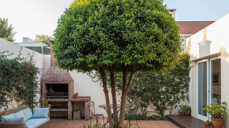 Árbol ideal para jardín, amado en jardinería por sus plantas resistentes.