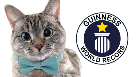 Los Andes | nala-cat-guinness-record