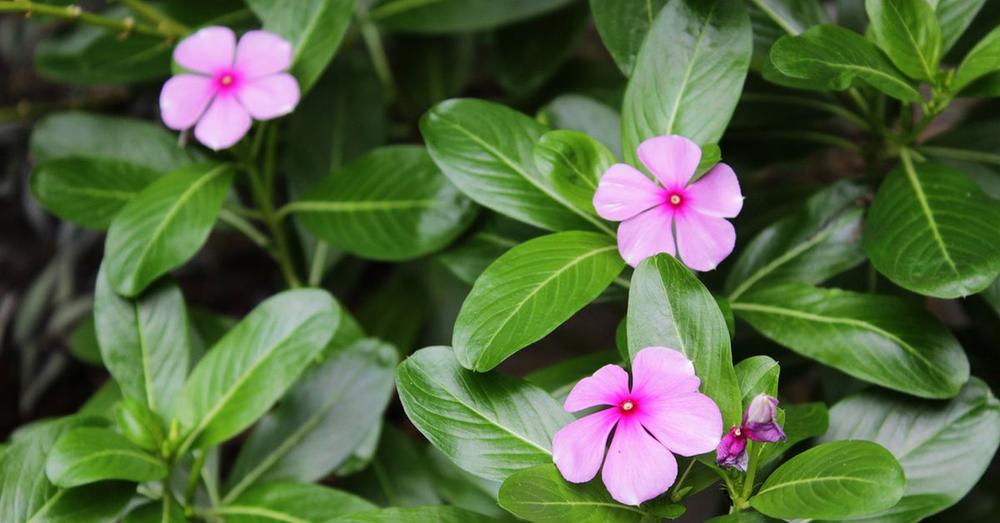 Las plantas llenan el jard&iacute;n y hacen f&aacute;cil la jardiner&iacute;a todo el a&ntilde;o.