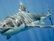 Contender es un tiburón gigante del Atlántico.&nbsp;