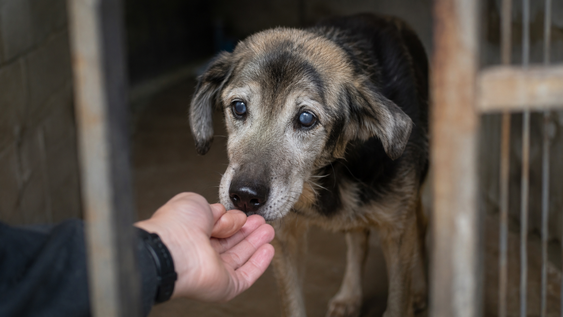parasol llego al refugio ciega y sorda, pero despues de meses esperando una familia finalmente fue adoptada