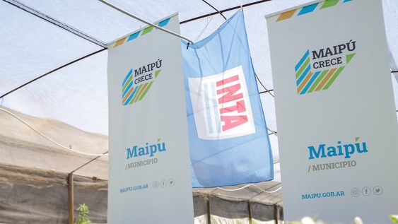 Maipú fomenta la soberanía productiva entregando más de 35 mil plantines